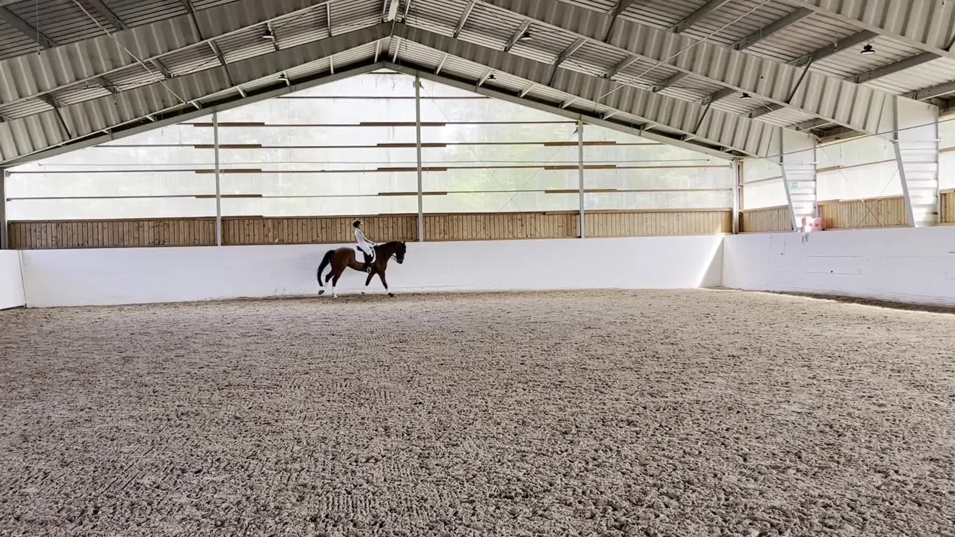 Dressyr hästar till salu: Dressyrhäst med utstrålning - Video 1