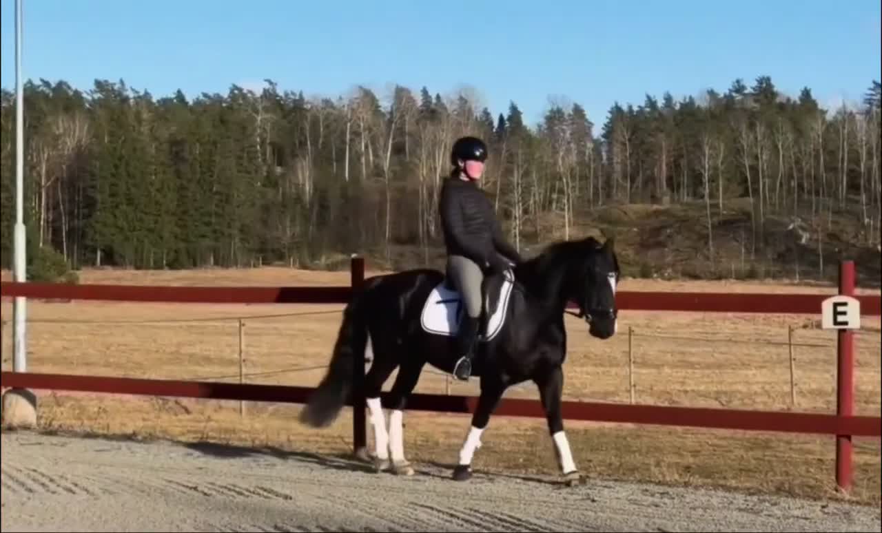 Allround hästar till salu: Drömponny. Maxad C-ponny med ett hjärta av guld - Video 1
