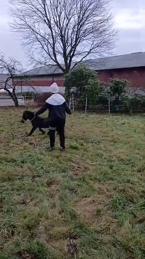 Allround hästar till salu: Shetlamdsponny Lovande hingstföl  - Video 2