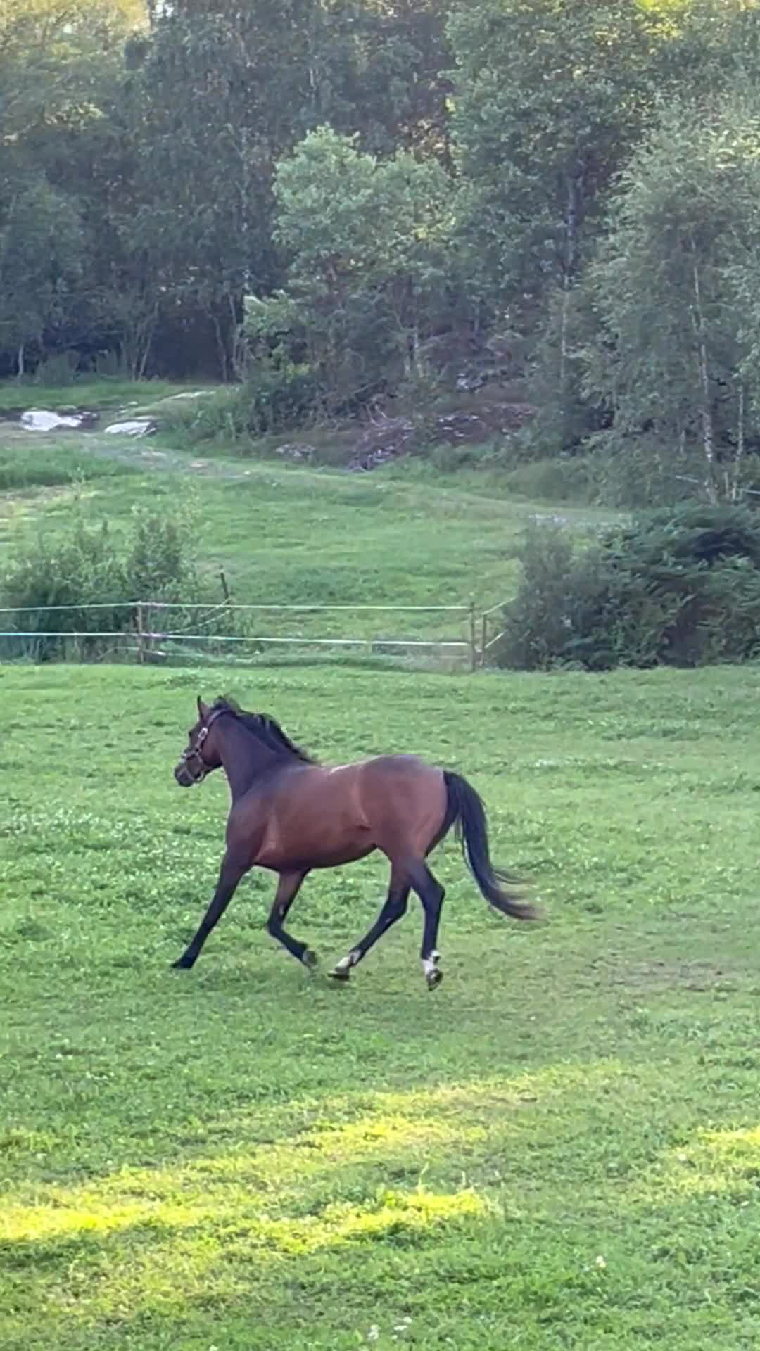 Hoppning hästar till salu: Blivande tävlingsponny hopp - Video 1