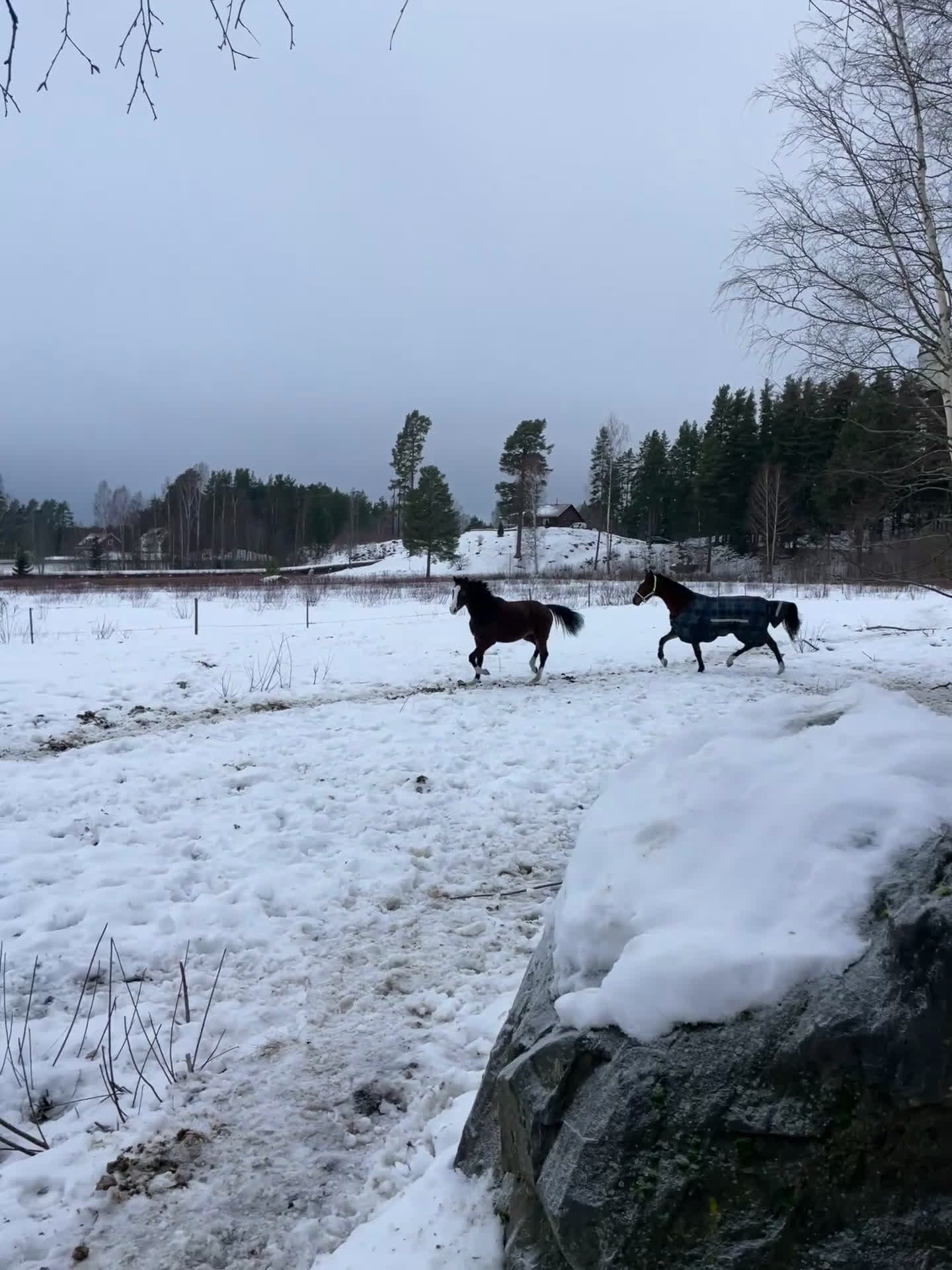 Dressyr hästar till salu: Snygg valack -24 e. Racoon - Topaasch 🌟 i Saxdalen - Video 1