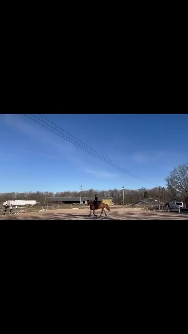 Allround hästar till salu: Stor nordsvensk travarvalack - Video 3