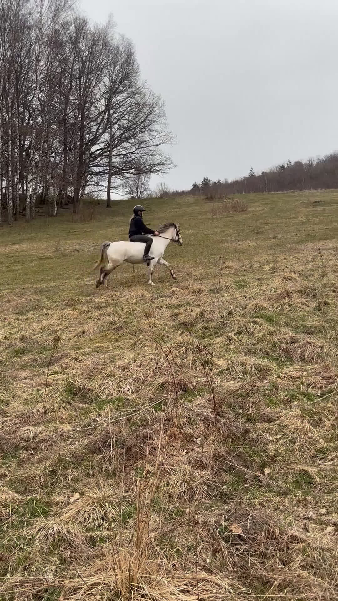 Allround hästar till salu: B- ponny säljes!  i Falköping - Video 5