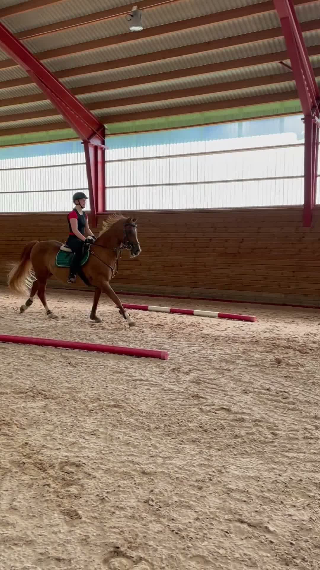 Allround hästar till salu: 23 årig maxad D-ponny, en utmärkt läromästare  - Video 1