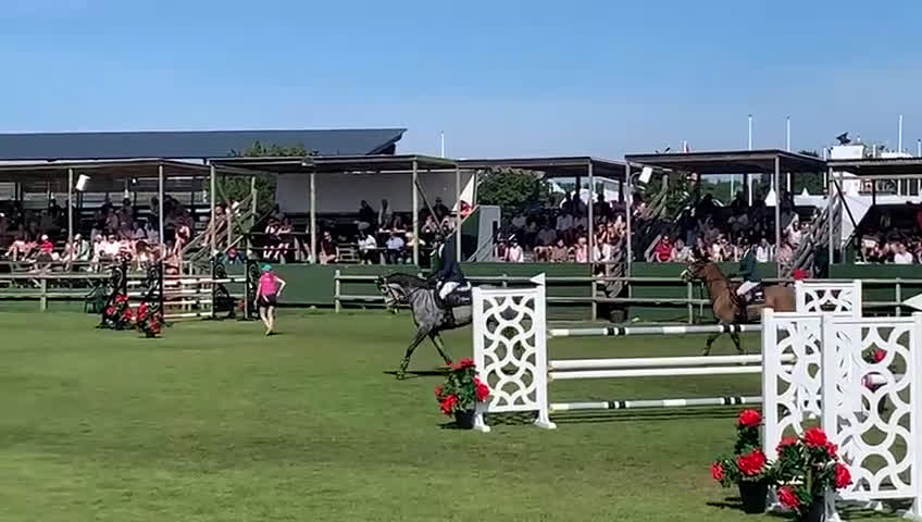 Hoppning hästar till salu: Välutbildad hopphäst - Video 1