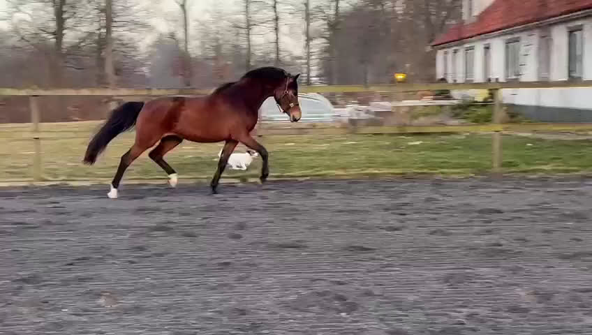 Övrigt hästar till salu: Sportponny för framtiden - Video 2