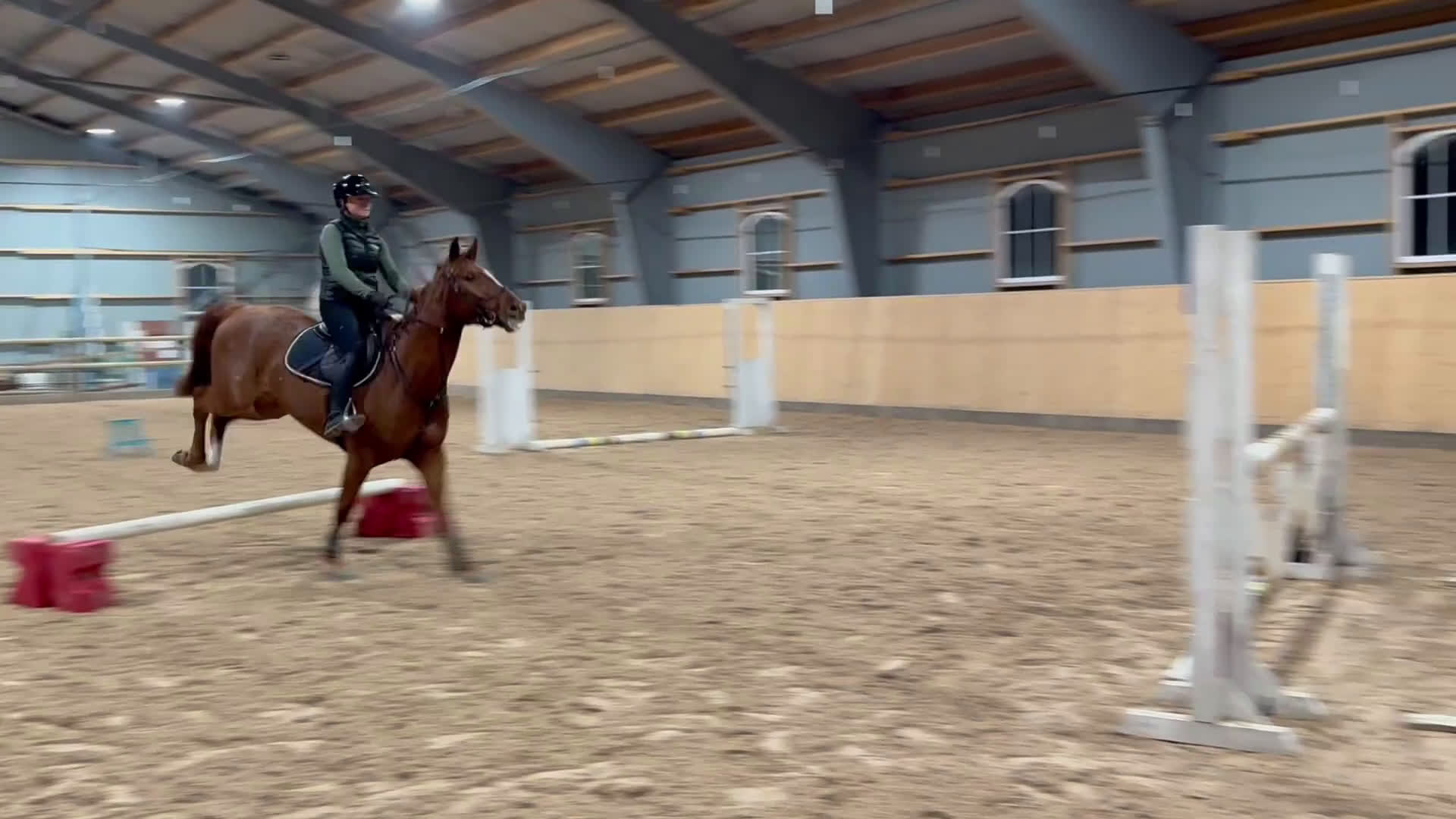 Hoppning hästar till salu: Världens snällaste femåring - Video 2