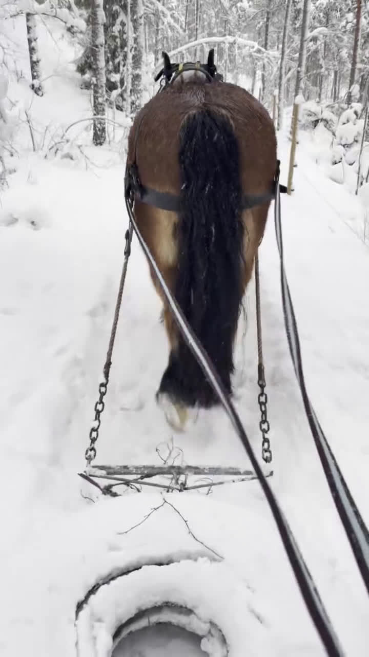 Körning hästar till salu: Ardenner - 7år - Valack - Video 1