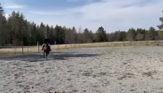 Sällskap hästar till salu: Promenadhäst - Video 1