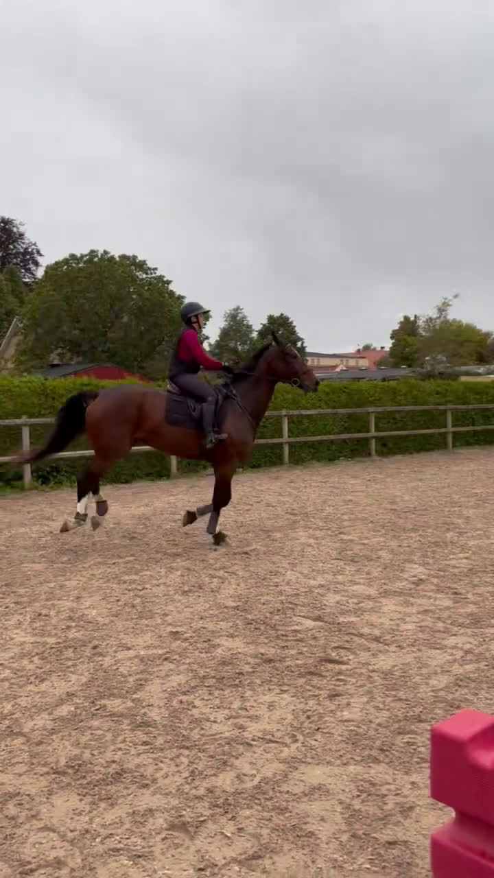 Hoppning hästar till salu: Hopp/fälttävlansämne för större klasser! i Alunda - Video 2
