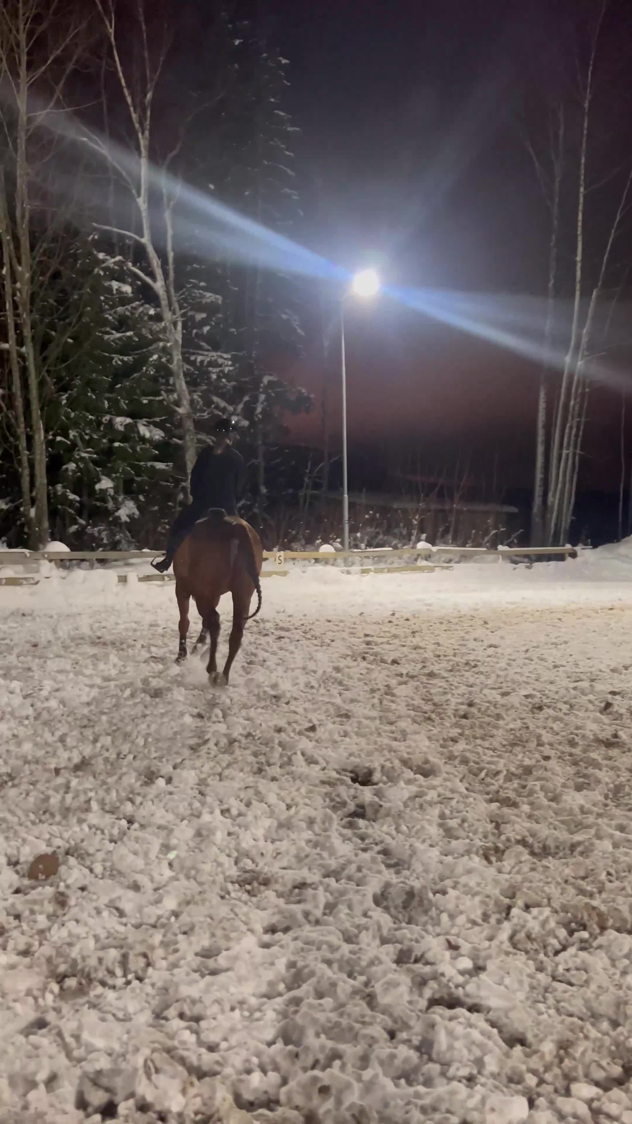 Allround hästar till salu: Ett sto med rätt inställning! - Video 3