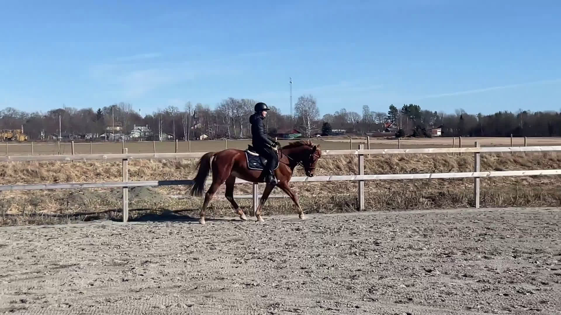 Dressyr hästar till salu: Flashig fullstammad dressyrponny - Video 1