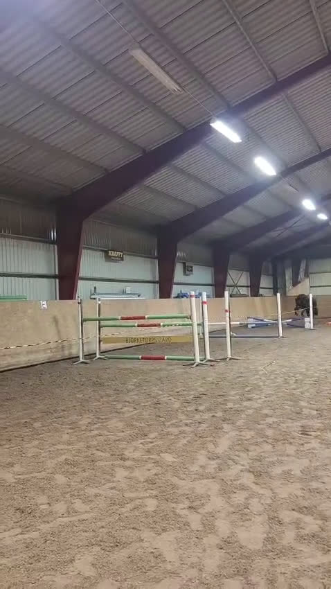 Allround hästar till salu: Superfint halvblod - Video 3