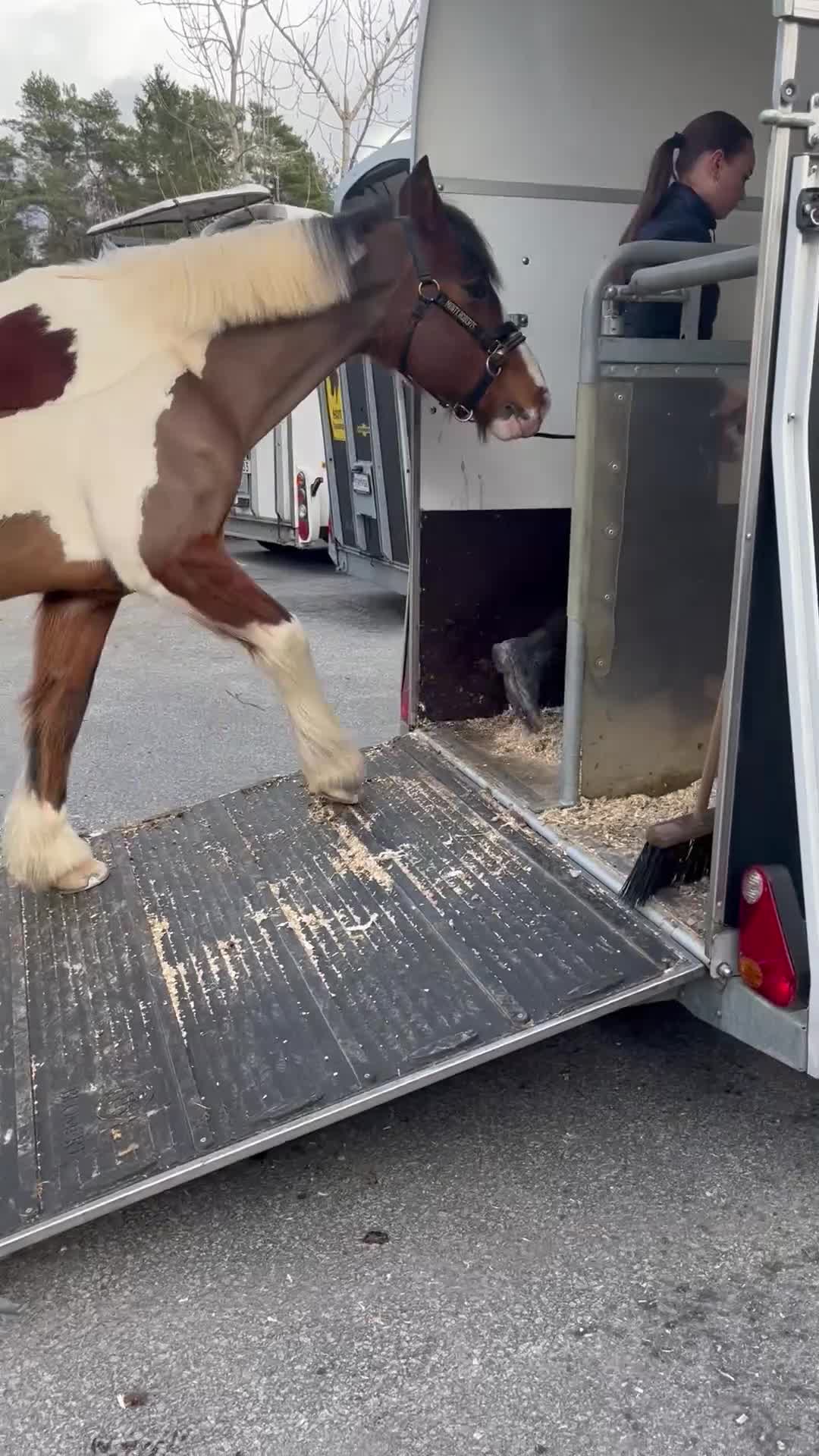 Allround hästar till salu: Rolig bästa vän söker nytt hem - Video 4