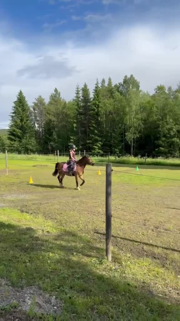 Allround hästar till salu: Allround ponny - Video 1