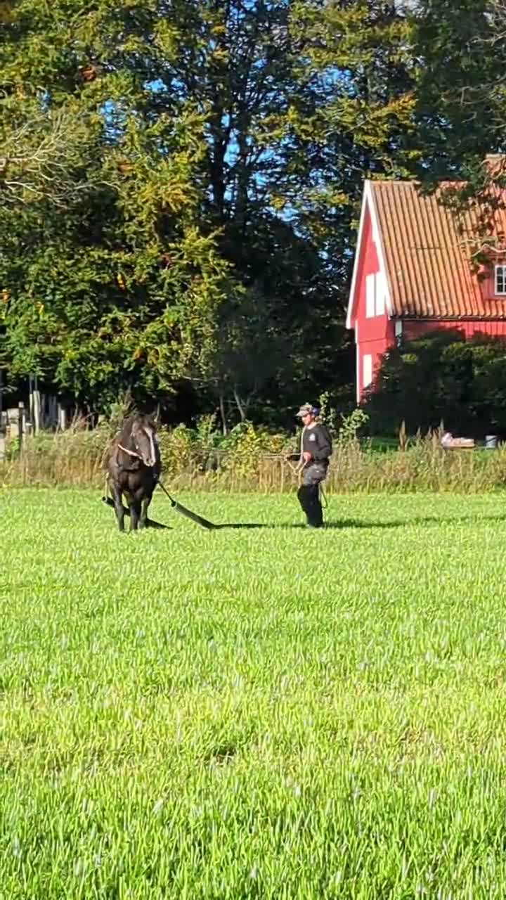 Allround hästar till salu: Grundkörd Svart Ardenner valack  - Video 2
