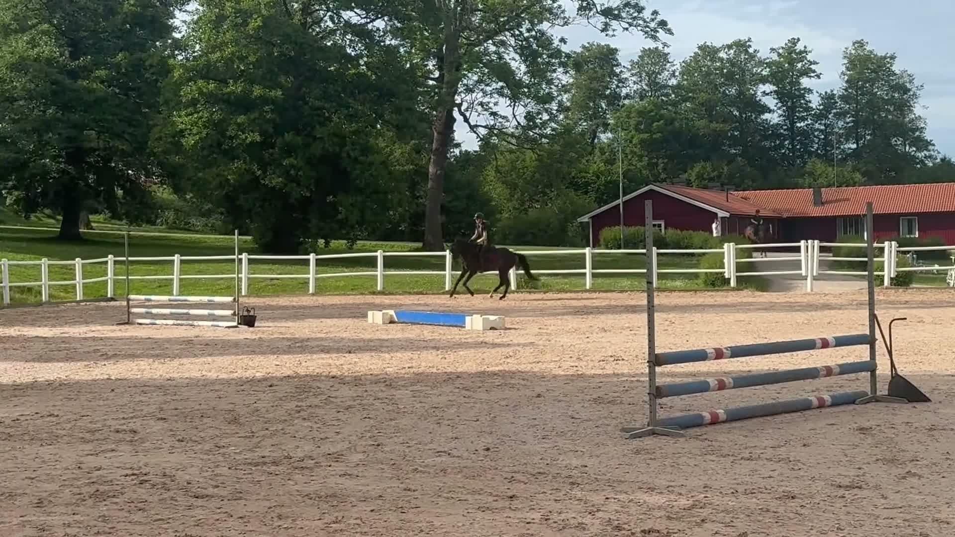 Hoppning hästar till salu: D-ponny e.Emmerton SWB - Video 4