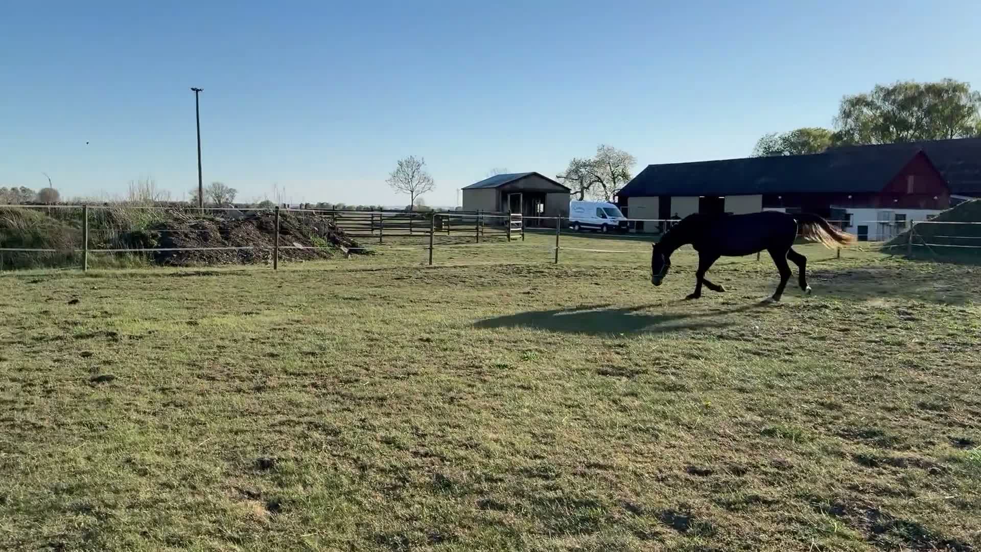 Allround hästar till salu: Ferdinand, fast i hästversion  - Video 3