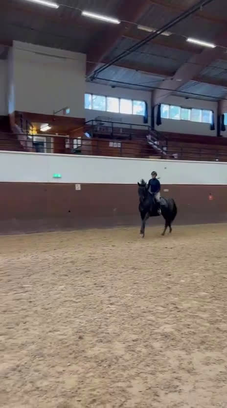 Allround hästar till salu: Dark Diamond  i Strömsholm - Video 1