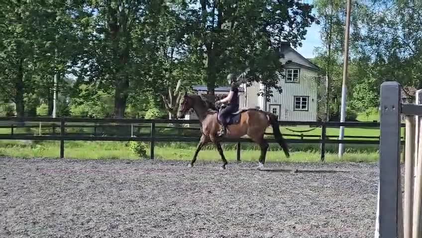Dressyr hästar till salu: Underbara Nigel - Video 4