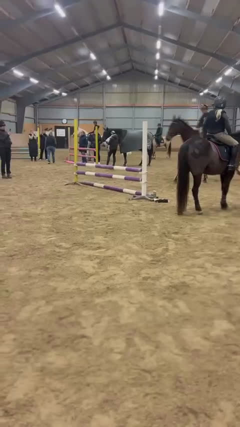 Allround hästar till salu: Framtida ridhäst med positiv inställning  i Fågelmara - Video 2