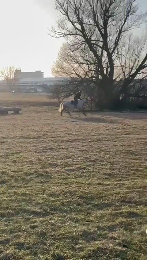 Hoppning hästar till salu: Perfekt första ponny eller tävlingskompis - Video 2