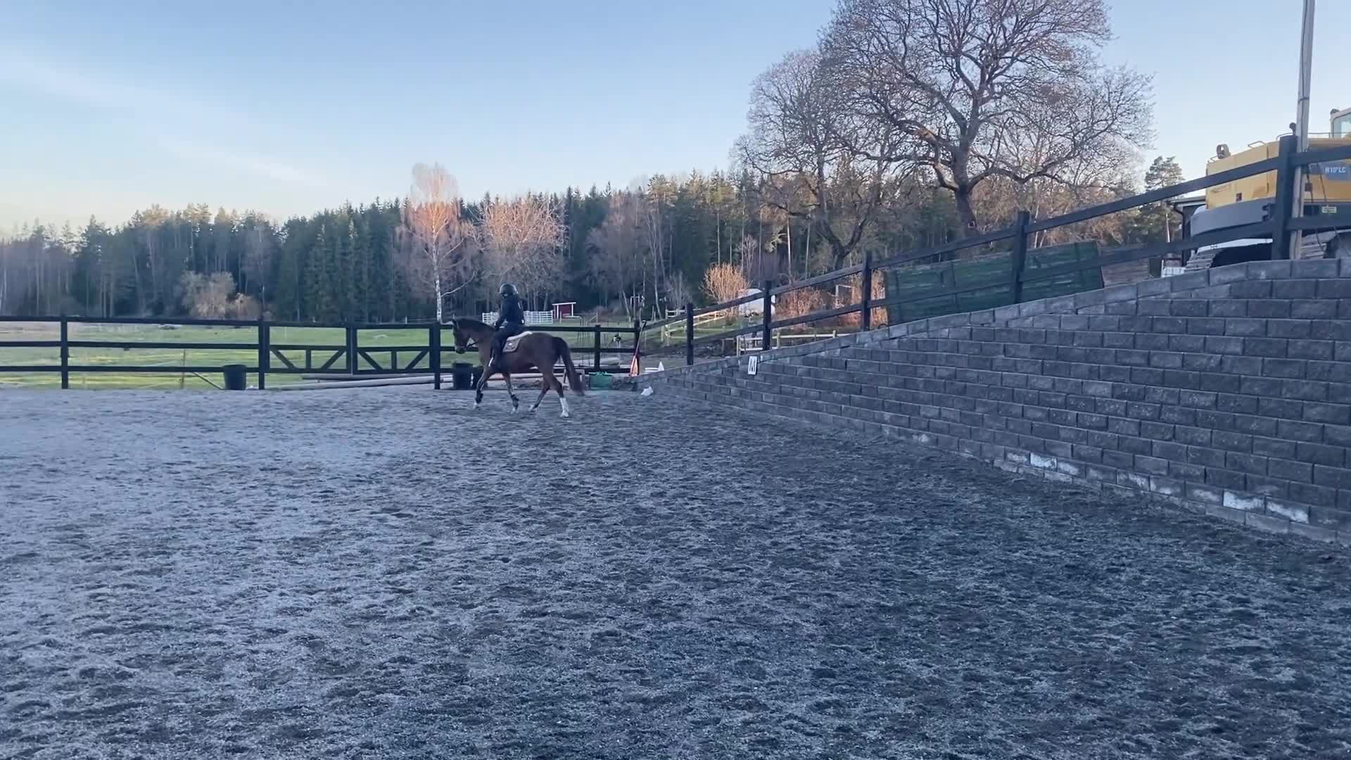 Dressyr hästar till salu: En läromästare med stort ❤️ - Video 1