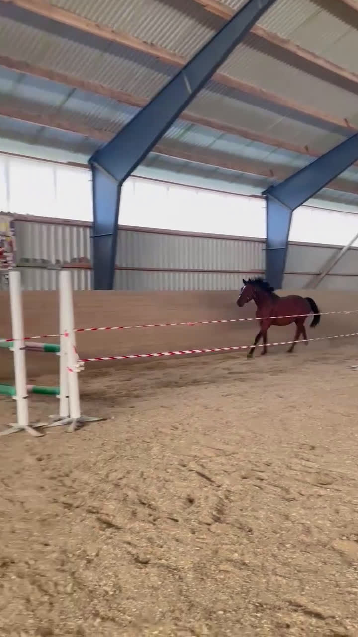 Hoppning hästar till salu: 3åring  i Eringsboda - Video 2