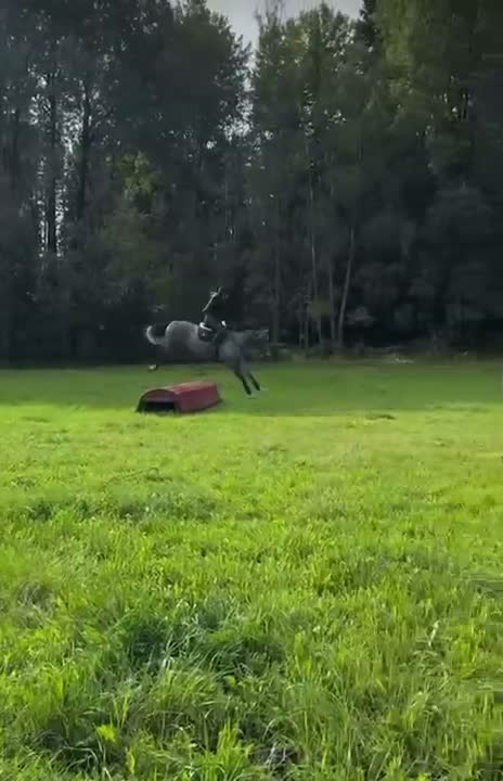 Hoppning hästar till salu: Framtida talang hopp/fältävlan - Video 3