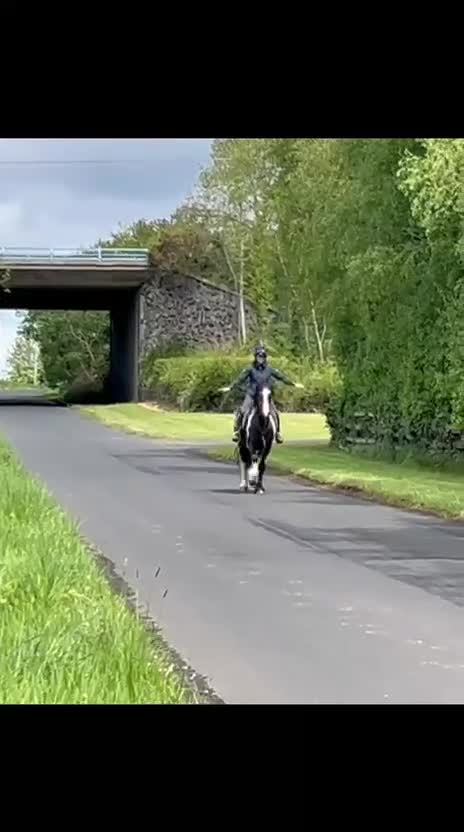 Allround hästar till salu: Snygg, trygg och reslig valack! 💙 - Video 5