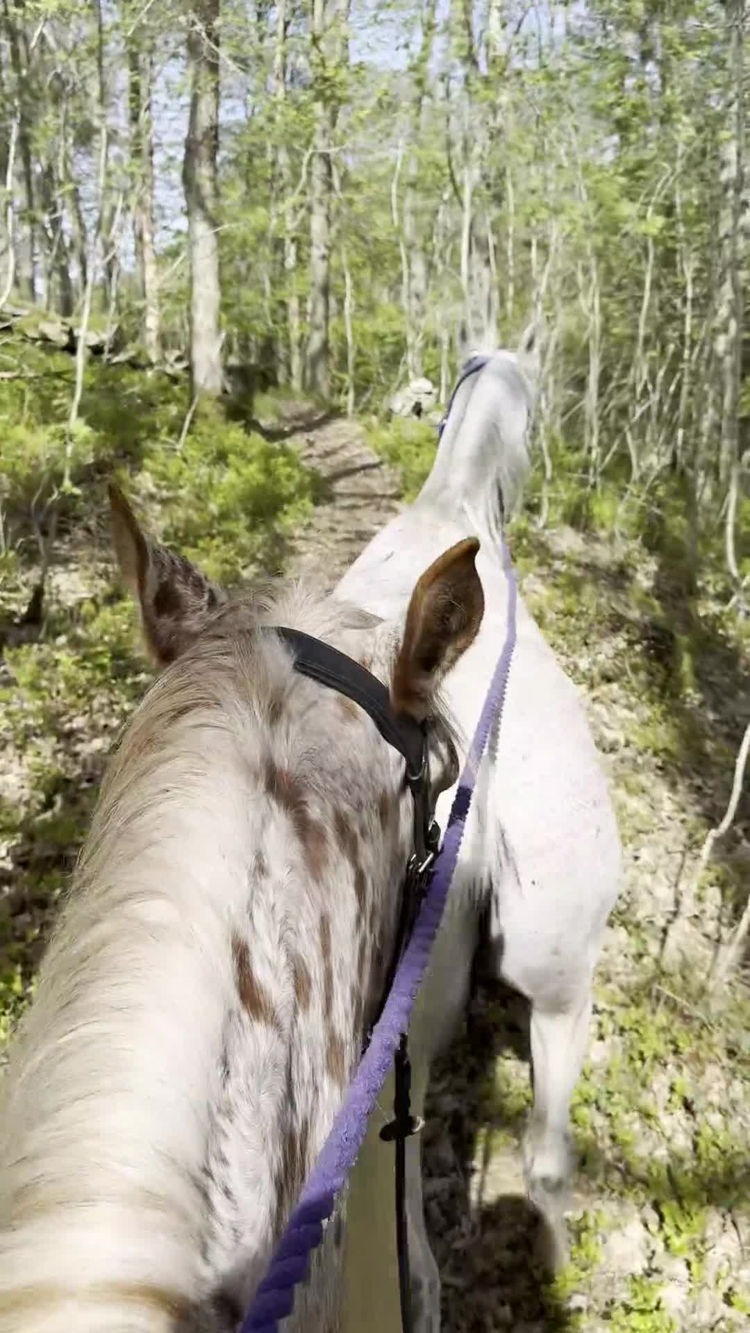 Övrigt hästar till salu: Nyfiken, glad och kommunikativ - Video 2