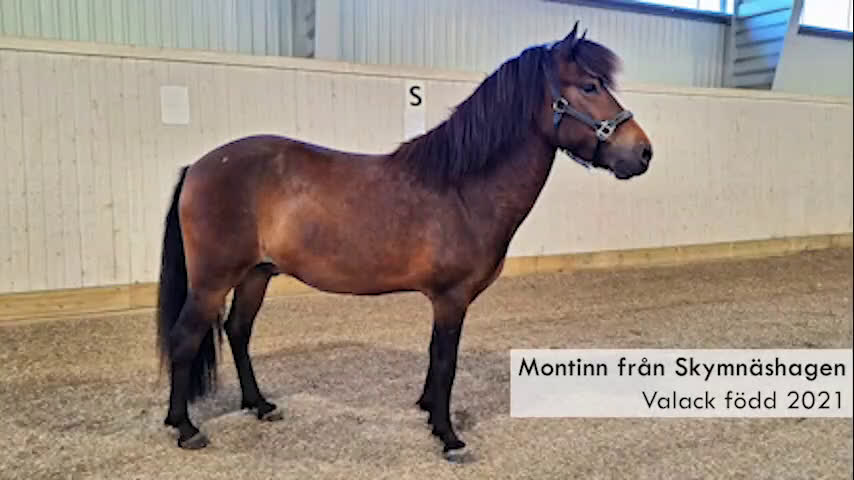 Island hästar till salu: Trevlig inriden 4-åring!   i Karlskoga - Video 1