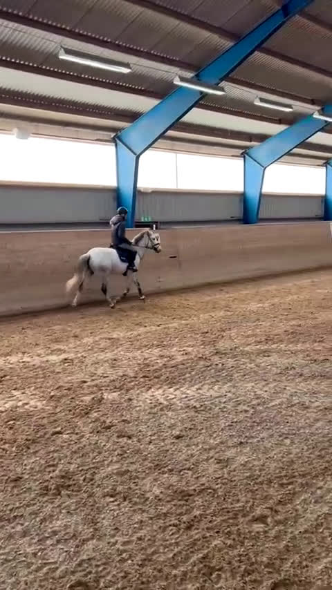 Hoppning hästar till salu: Trevlig tränings- och tävlingskompis - Video 2