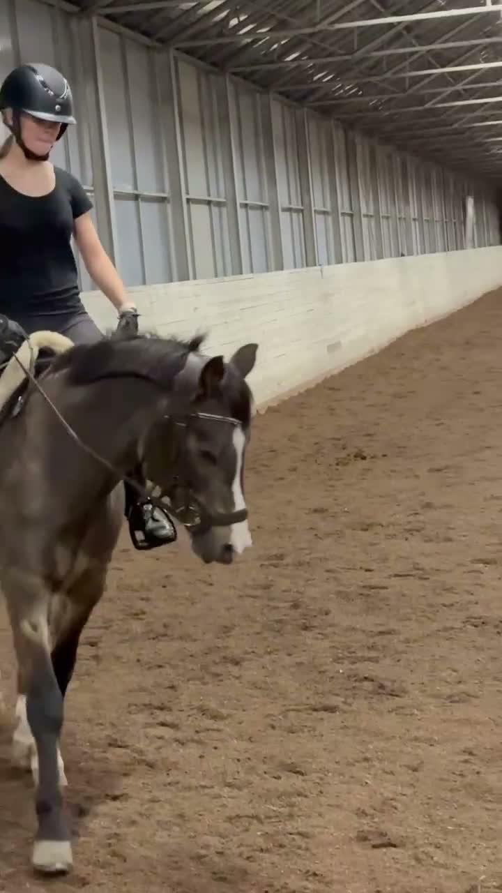 Hoppning hästar till salu: Glad hopp ponny till salu - Video 2