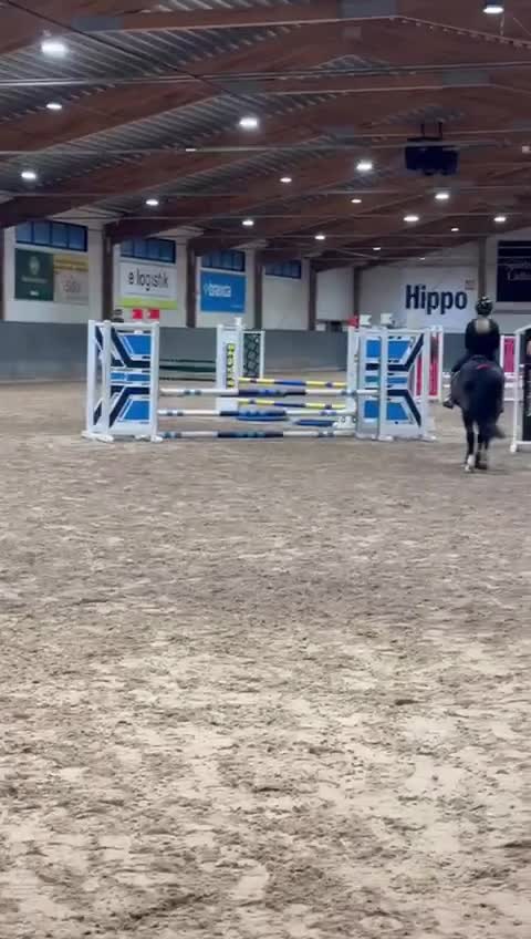 Allround hästar till salu: 💗 Moyvilla Lady - Bildbar kvalitetsponny  - Video 1