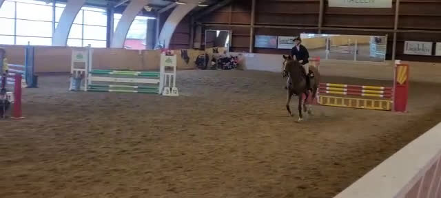 Allround hästar till salu: Underbart sto med mycket kapacitet - Video 1