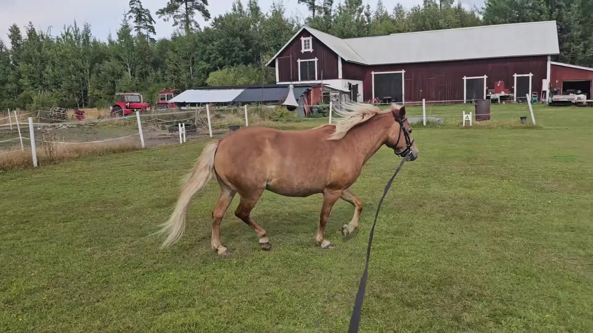 Övrigt hästar till salu: Gotlandsruss med minishettis på köpet i Ervalla - Video 3