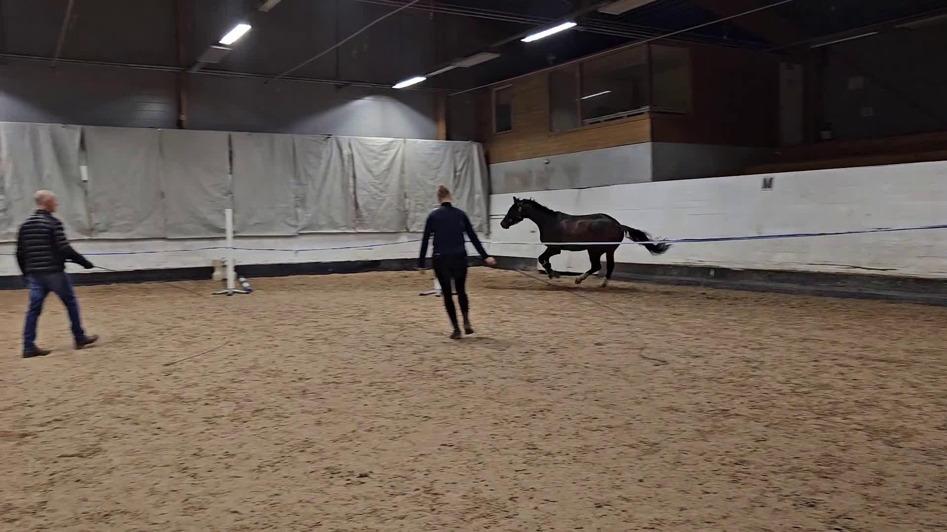 Hoppning hästar till salu: Iögonfallande 4-åring - Video 4