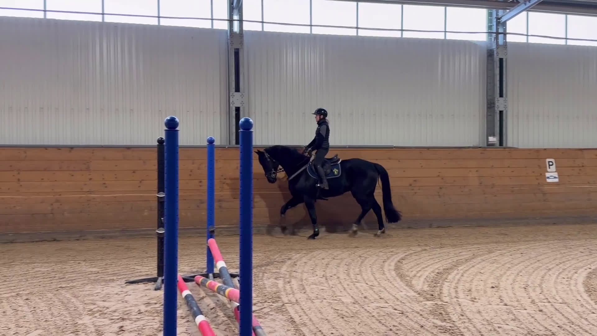 Allround hästar till salu: Trevlig valack - Video 2