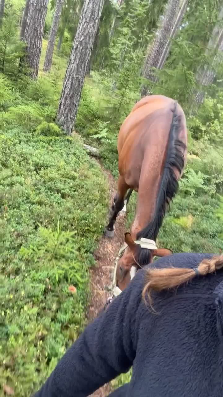 Allround hästar till salu: Bästa kompis 🩵 - Video 1