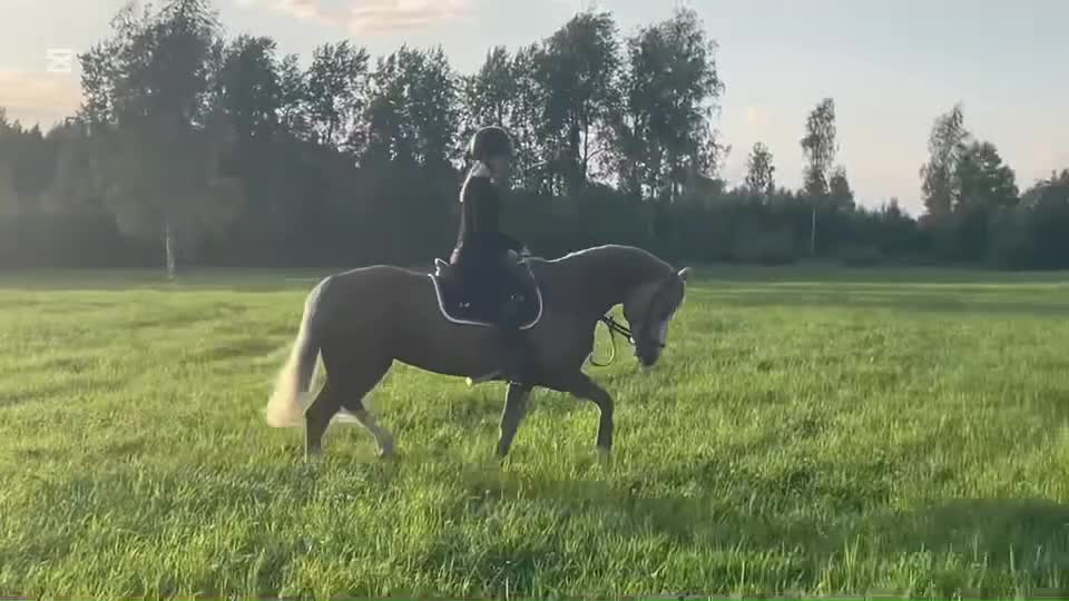 Allround hästar till salu: Maxad C-ponny - Video 1