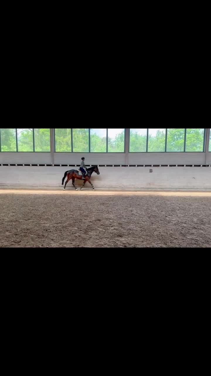 Hoppning hästar till salu: Trygg och välriden 3-åring med fin hoppteknik - Video 3