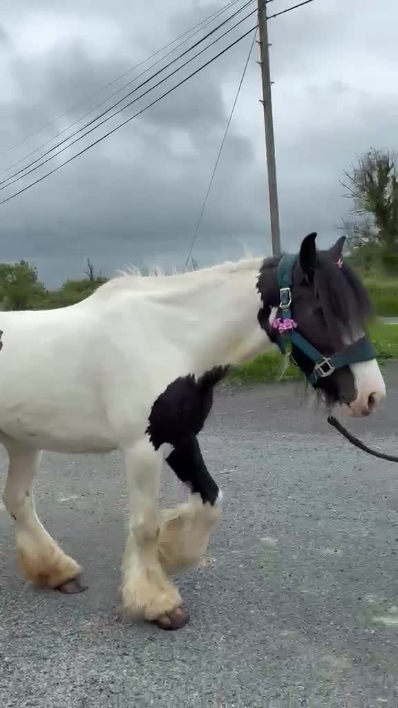 Allround hästar till salu: “Bombproof” 138cm mare - Video 2