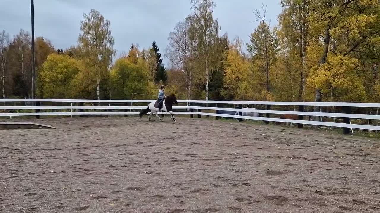 Island hästar till salu: Vackert sto - Video 1