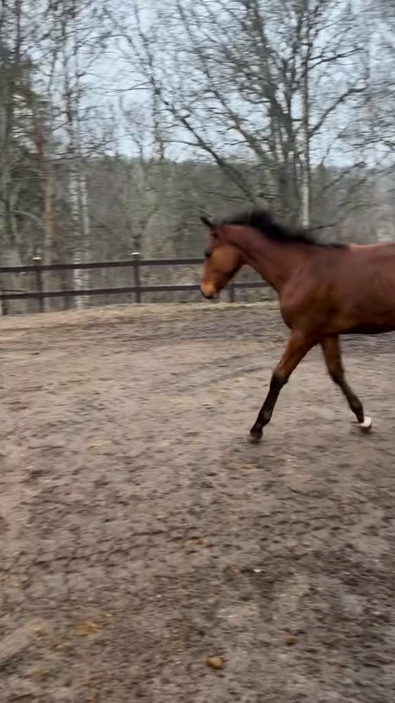 Allround hästar till salu: Swb åring e.Cornettino Ask  - Video 1