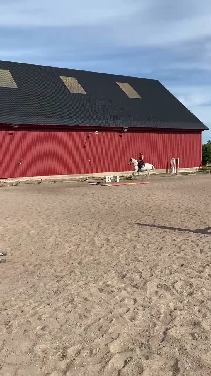 Hoppning hästar till salu: Snällaste Issy söker nytt hem.  - Video 5