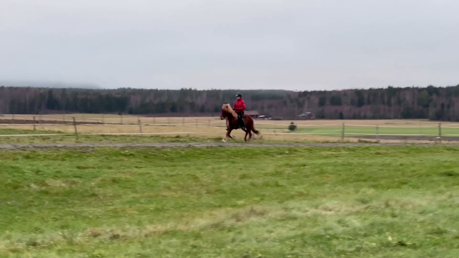 Island hästar till salu: Härligt sto med mycket utvecklingspotential  - Video 1