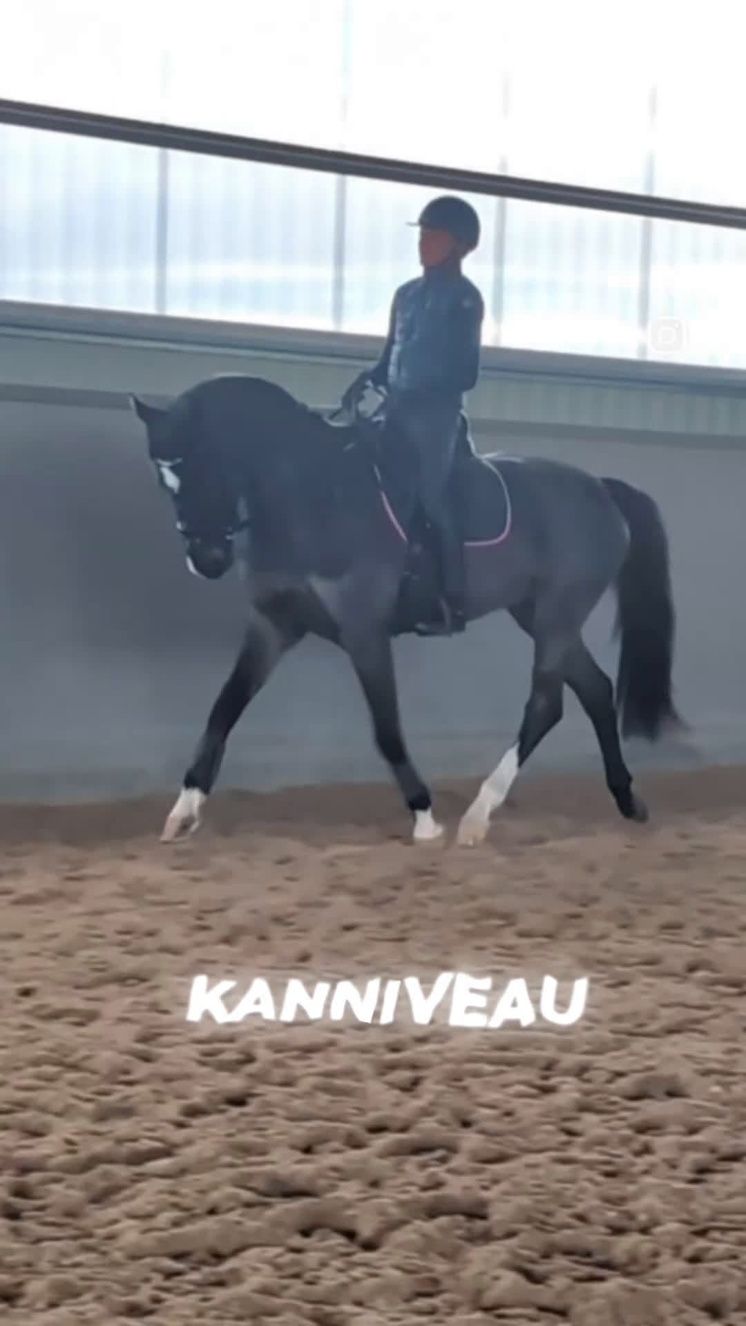 Allround hästar till salu: Trevlig stabil valack med dubbeltalang  - Video 1