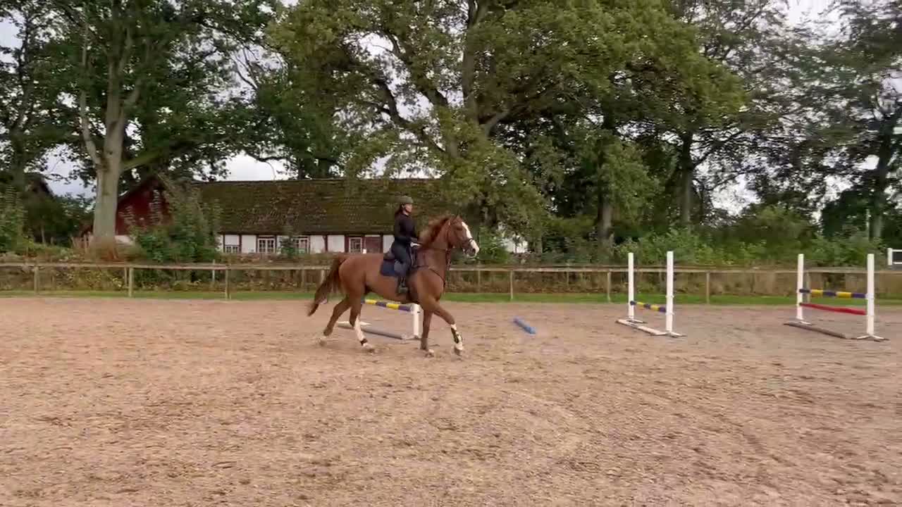 Hoppning hästar till salu: Storhoppande valack - Video 5