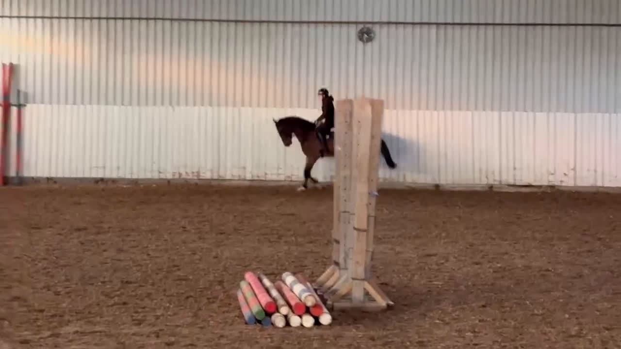 Allround hästar till salu: Supersnäll unghäst i Trelleborg - Video 3